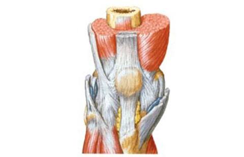 Tendão Quadricipital: Logo acima da patela, sendo a porção final do músculo quadríceps da coxa.