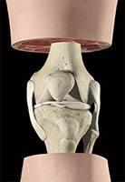 Ligamentos colaterais